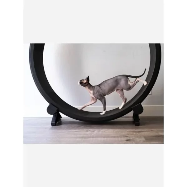 Roue d'exercice d'intérieur silencieuse pour chat