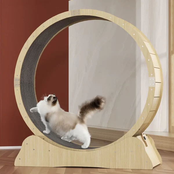 Roue à Chat Exercice Pro