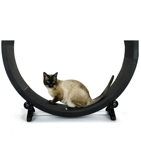 Roue d'exercice pour chat interieur