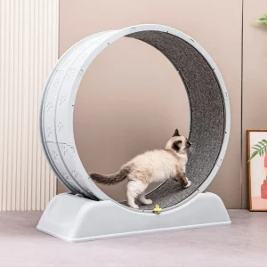 Jouer roue a chat pour maison