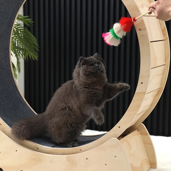 roue chat d'intérieur