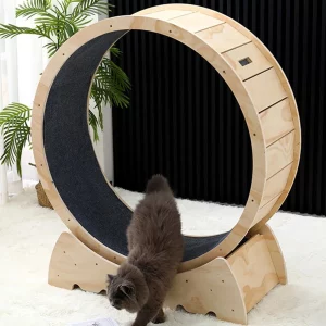 roue chat d'intérieur