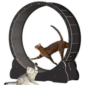 Roue Chat Exercice Silencieuse