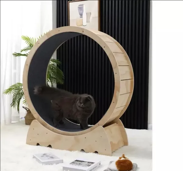 Roue d'exercice roulant pour chat